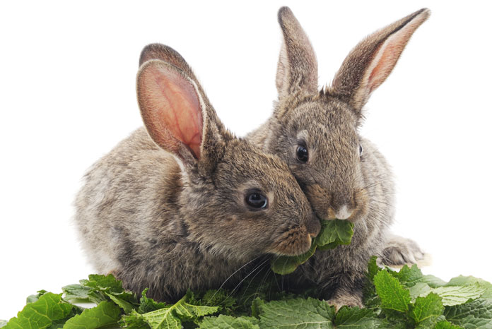 Vet Nurses Thanked For Helping Make Rabbit Awareness Week 2019 Most Successful Ever Vetnurse