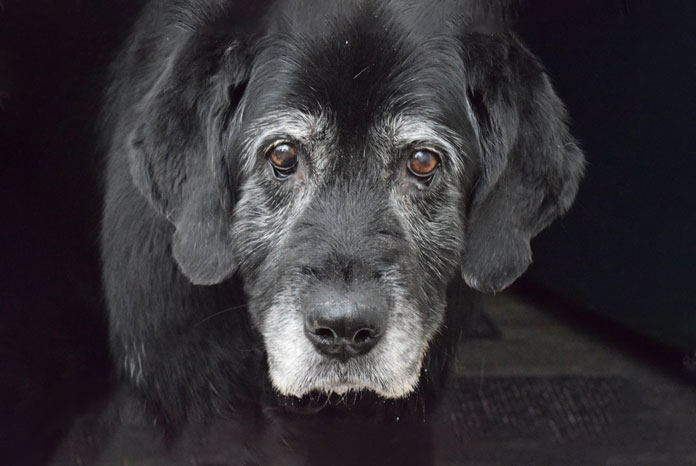 old-age-dogs-needed-for-bsava-petsavers-research-vetnurse-news-vet