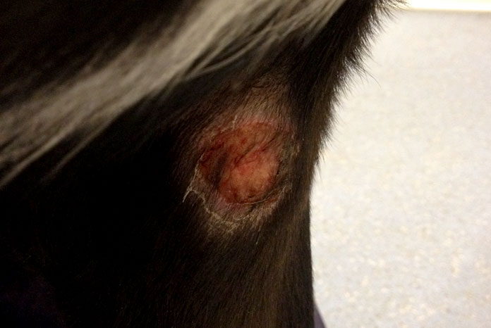 New Alabama Rot Website For Vet Nurses VetNurse News Vet Nurse   Alabama 2D00 Rot 2D00 Lesion 2D00 2 