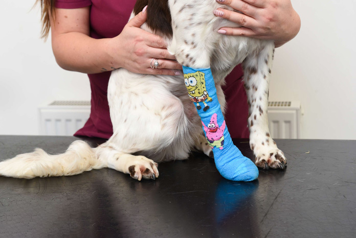 Norfolk vet nurses brighten up the bandages - VetNurse News - Vet