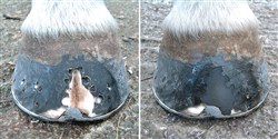 New colour-match hoof repair product