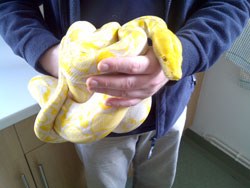 A live eight-foot snake has been found in a cardboard box sent from Harlow to Exeter by post.