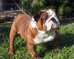 The BVA has issued a statement in response to new research data published last week by Niels Pedersen from the Centre of Companion Animal Health, University of California, into breed health of the English bulldog1. 