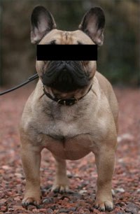 The Royal Veterinary College has published the results of a new study which found that owners of flat-faced brachycephalic dogs are more concerned about their appearance and less concerned about their health and welfare than the owners of longer-faced dogs, such as Labradors and Cocker Spaniels.