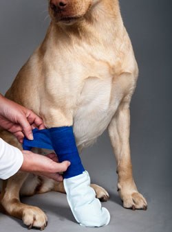 Waterproof bandage clearance cover for dogs