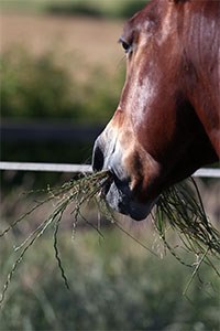 The Waltham Equine Studies Group is highlighting two new studies which suggest that it may soon be possible to better identify horses at greater risk of developing pasture-associated laminitis, not only by looking at breed type, body condition score and associated higher risk environments but also by checking hormone and insulin levels.