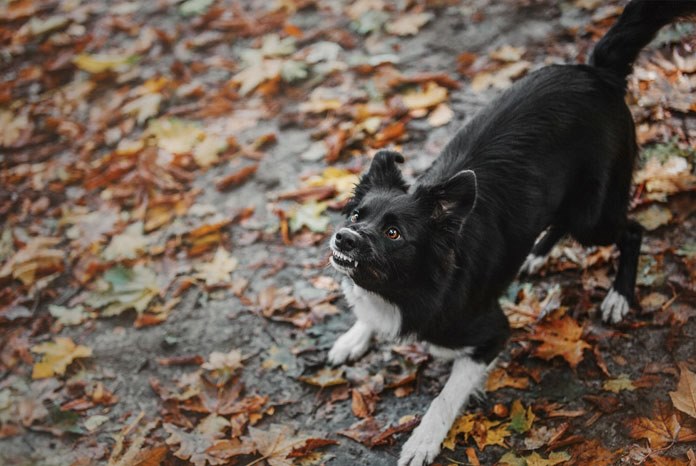 The Royal Veterinary College has published the results of a new study which show that dogs with undesirable behaviours, such as aggression, running away, fighting, over-excitability or barking, are more likely to die at a younger age. 